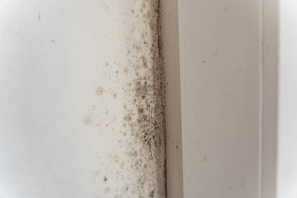 Best Asbestos and Lead Testing During Mold Inspection  in Middletown, KY