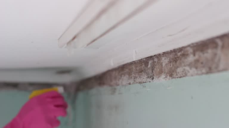 Best Mold Remediation for Vacation Homes  in Middletown, KY